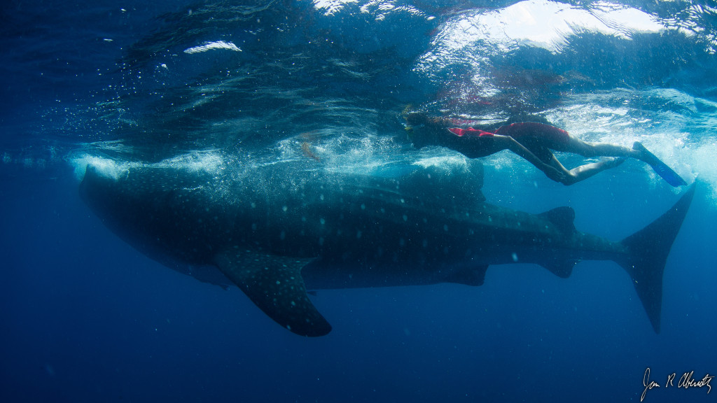 keir alexa swimming with a whale shark