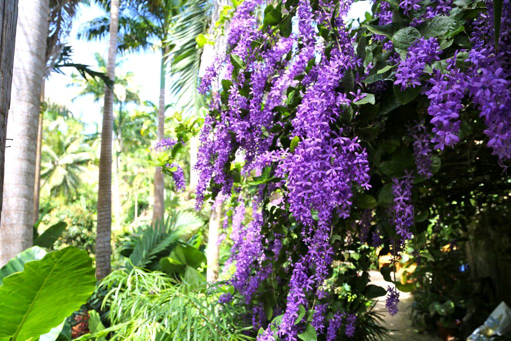 Barbados Huntes Garden Flowers