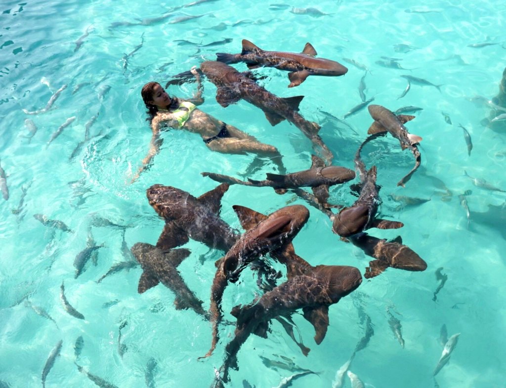 Exumas Sharks Bahamas